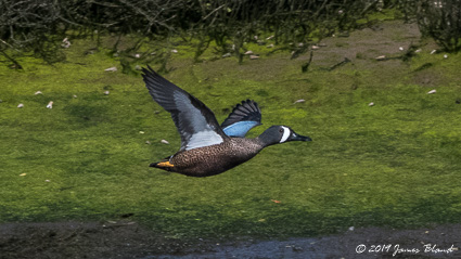 Blue-winged Teal, male