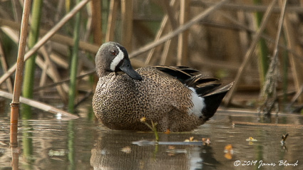 Blue-winged Teal, male