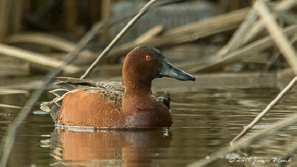 Cinnamon Teal, male