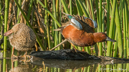 Cinnamon Teal, pair