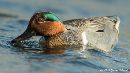 Green-winged Teal, male