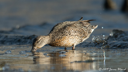 Green-winged Teal, female