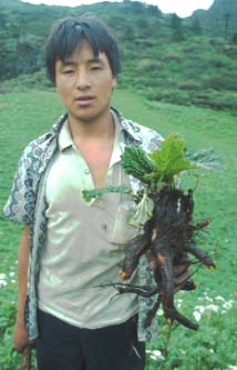 Local medicinal herb collector with wild rhubarb.