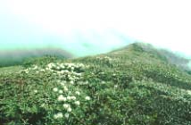 Meadow-shrub edge on sharp ridge used by Sclater's Monal, Zhiziluo, Fugong.