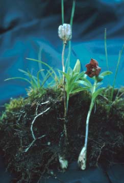 Fritillary with bulbs.