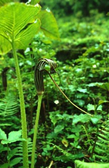 Jack-in-the-pulpit