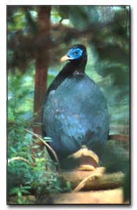 Captive male Sclater's Monal at a breeding center in Yunnan